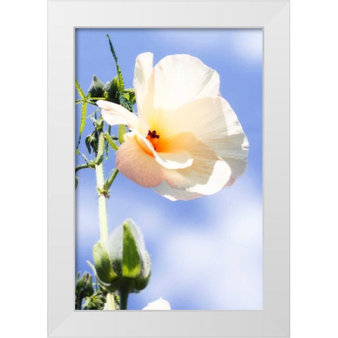 Hibiscus II White Modern Wood Framed Art Print by Hausenflock, Alan