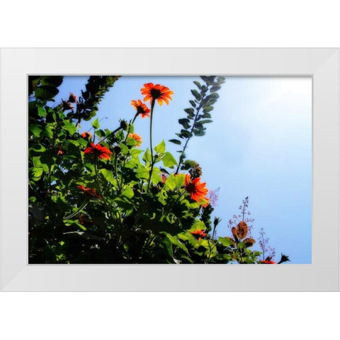 Summer Garden II White Modern Wood Framed Art Print by Hausenflock, Alan