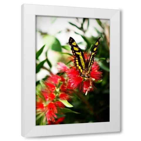 Bairds Swallowtail I White Modern Wood Framed Art Print by Hausenflock, Alan