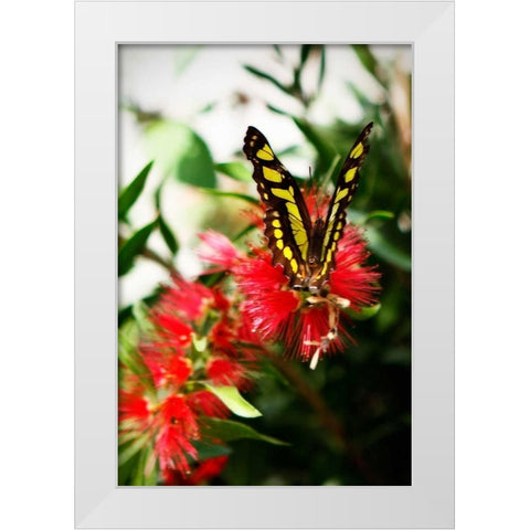 Bairds Swallowtail I White Modern Wood Framed Art Print by Hausenflock, Alan