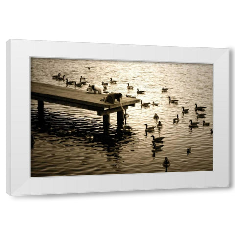 Feeding the Geese II White Modern Wood Framed Art Print by Hausenflock, Alan