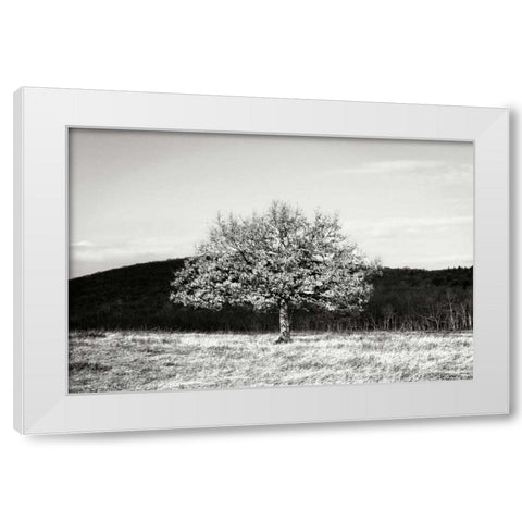 Winter Tree I White Modern Wood Framed Art Print by Hausenflock, Alan