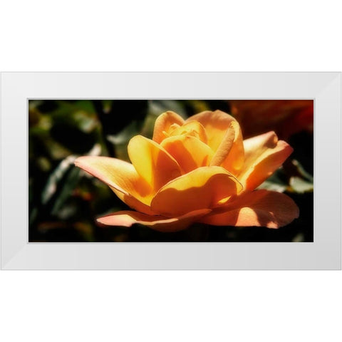 Queen of Flowers I White Modern Wood Framed Art Print by Hausenflock, Alan