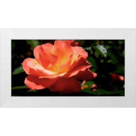 Queen of Flowers II White Modern Wood Framed Art Print by Hausenflock, Alan