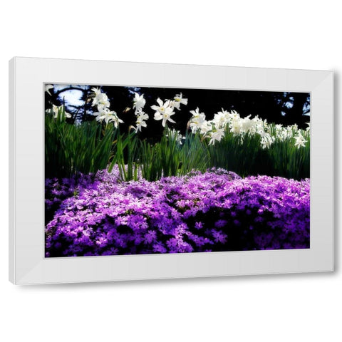 Spring Daffodils II White Modern Wood Framed Art Print by Hausenflock, Alan