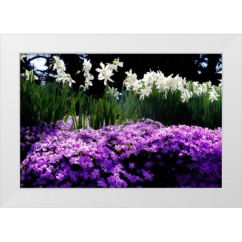 Spring Daffodils II White Modern Wood Framed Art Print by Hausenflock, Alan