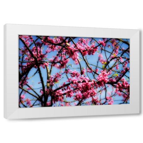 Spring Show II White Modern Wood Framed Art Print by Hausenflock, Alan