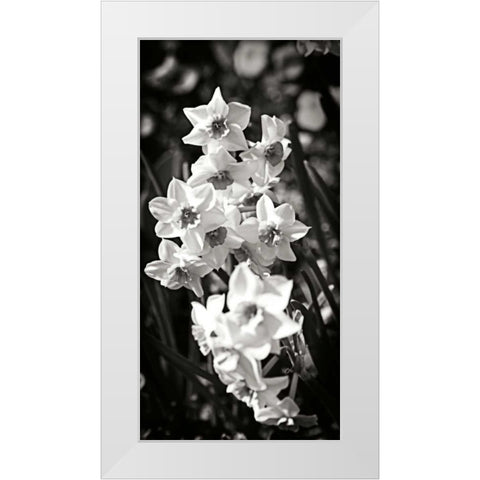 Daffodils I White Modern Wood Framed Art Print by Hausenflock, Alan