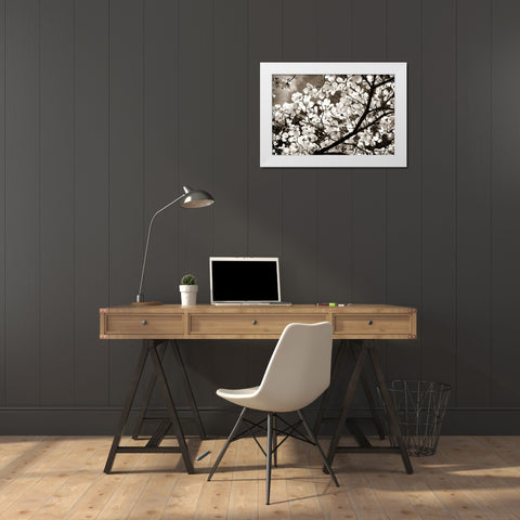 Blossoms II White Modern Wood Framed Art Print by Hausenflock, Alan