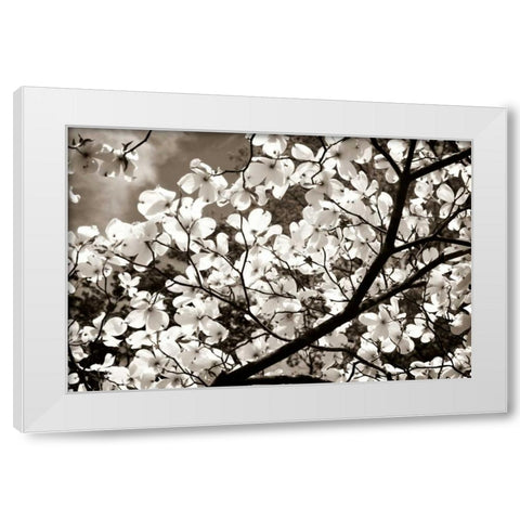 Blossoms II White Modern Wood Framed Art Print by Hausenflock, Alan