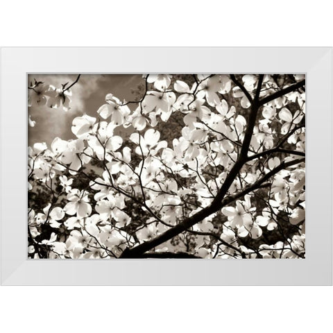 Blossoms II White Modern Wood Framed Art Print by Hausenflock, Alan