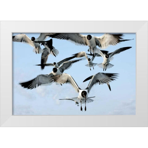 Gulls II White Modern Wood Framed Art Print by Hausenflock, Alan
