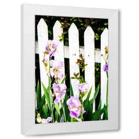 Iris on a Fence White Modern Wood Framed Art Print by Hausenflock, Alan