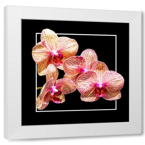 Orchids on Black I White Modern Wood Framed Art Print by Hausenflock, Alan