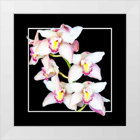 Orchids on Black II White Modern Wood Framed Art Print by Hausenflock, Alan