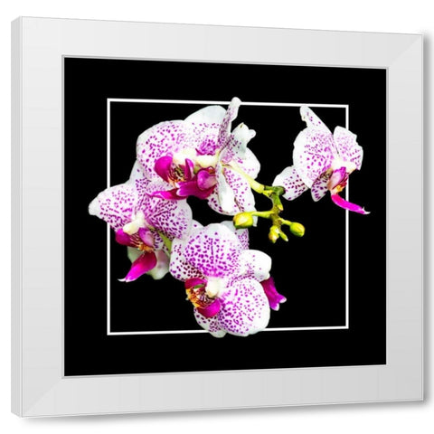 Orchids on Black III White Modern Wood Framed Art Print by Hausenflock, Alan