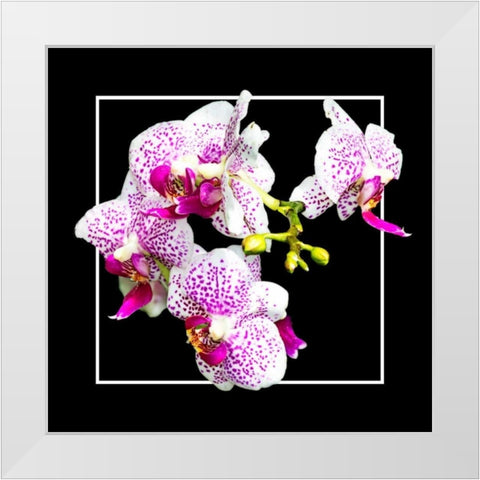 Orchids on Black III White Modern Wood Framed Art Print by Hausenflock, Alan