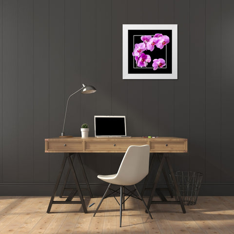 Orchids on Black IV White Modern Wood Framed Art Print by Hausenflock, Alan
