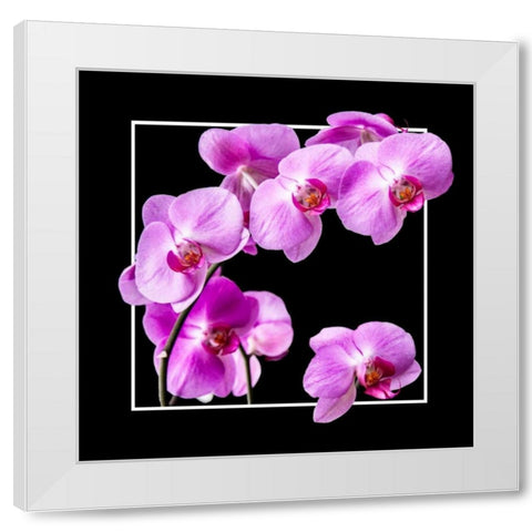 Orchids on Black IV White Modern Wood Framed Art Print by Hausenflock, Alan
