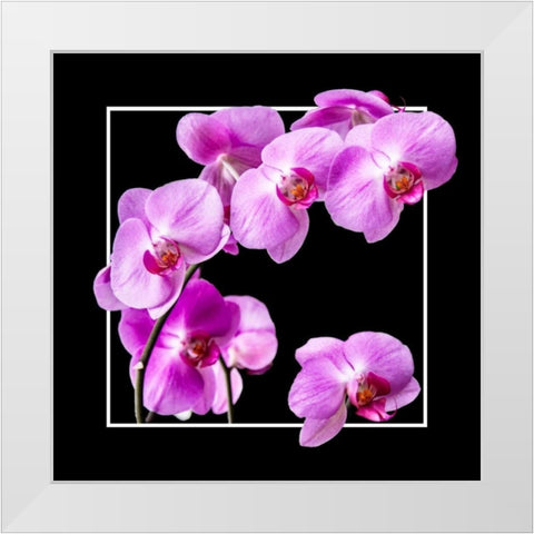 Orchids on Black IV White Modern Wood Framed Art Print by Hausenflock, Alan