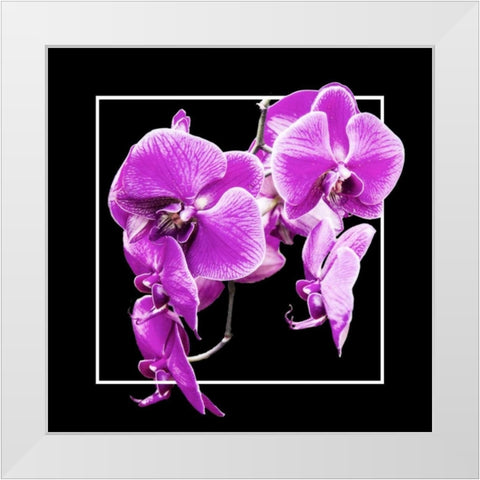 Orchids on Black V White Modern Wood Framed Art Print by Hausenflock, Alan