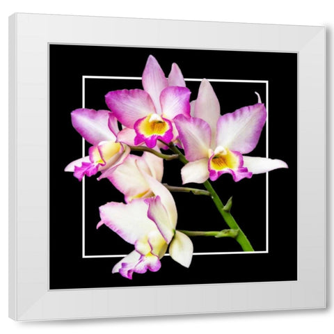 Orchids on Black VI White Modern Wood Framed Art Print by Hausenflock, Alan