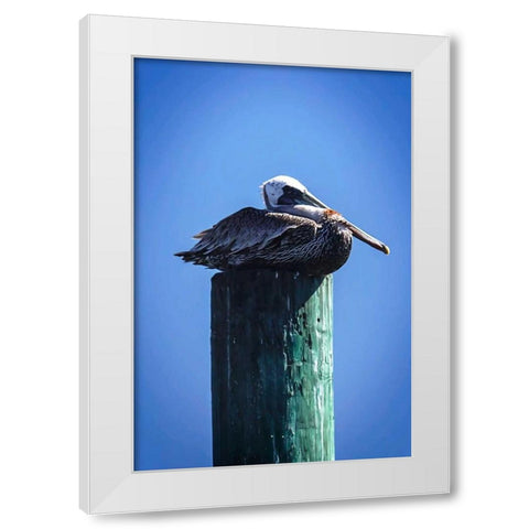 Mr. Pelican II White Modern Wood Framed Art Print by Hausenflock, Alan