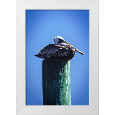 Mr. Pelican II White Modern Wood Framed Art Print by Hausenflock, Alan