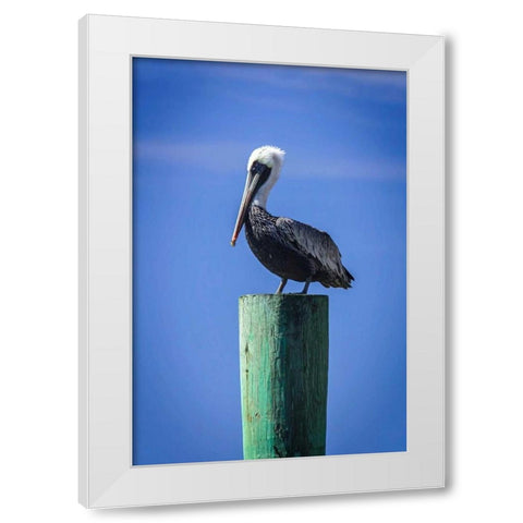 Mr. Pelican III White Modern Wood Framed Art Print by Hausenflock, Alan
