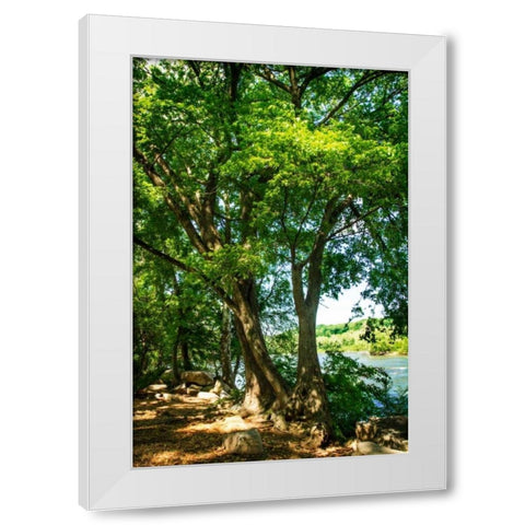 Spring On The River IV White Modern Wood Framed Art Print by Hausenflock, Alan