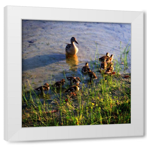 Mother Duck And Family I White Modern Wood Framed Art Print by Hausenflock, Alan