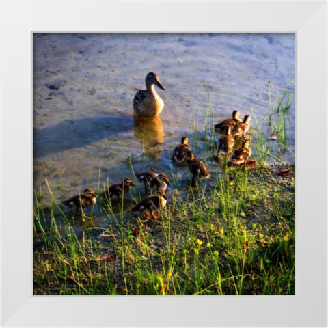 Mother Duck And Family I White Modern Wood Framed Art Print by Hausenflock, Alan