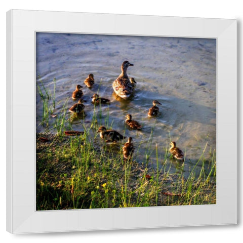 Mother Duck And Family II White Modern Wood Framed Art Print by Hausenflock, Alan