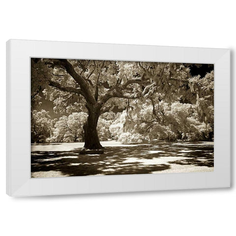 Ancient Sentinel White Modern Wood Framed Art Print by Hausenflock, Alan
