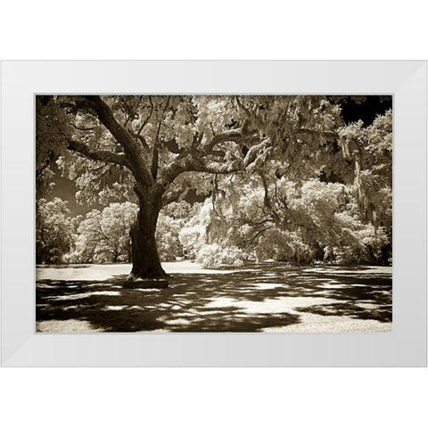 Ancient Sentinel White Modern Wood Framed Art Print by Hausenflock, Alan
