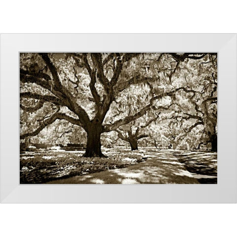 Plantation Walk I White Modern Wood Framed Art Print by Hausenflock, Alan