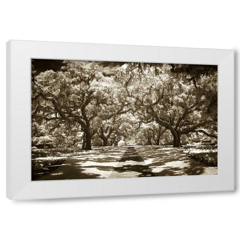 Plantation Walk II White Modern Wood Framed Art Print by Hausenflock, Alan