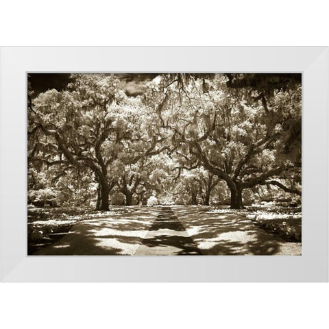 Plantation Walk II White Modern Wood Framed Art Print by Hausenflock, Alan