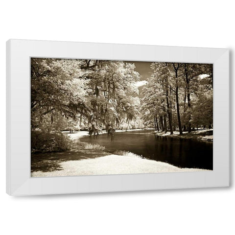 Pines Along The Stream White Modern Wood Framed Art Print by Hausenflock, Alan