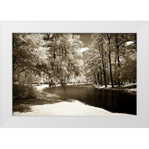 Pines Along The Stream White Modern Wood Framed Art Print by Hausenflock, Alan