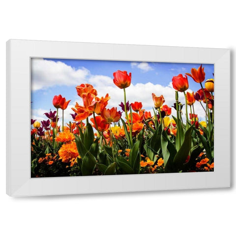 Tulip Parade I White Modern Wood Framed Art Print by Hausenflock, Alan