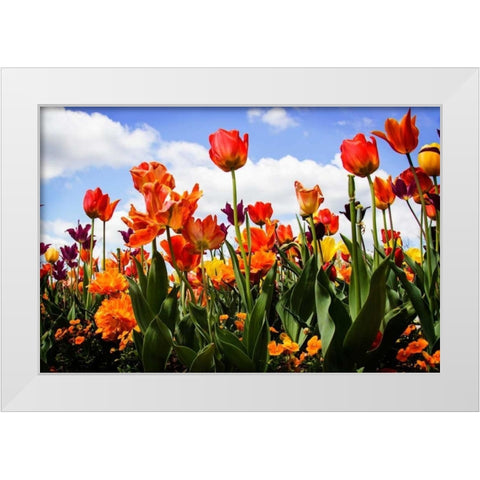 Tulip Parade I White Modern Wood Framed Art Print by Hausenflock, Alan