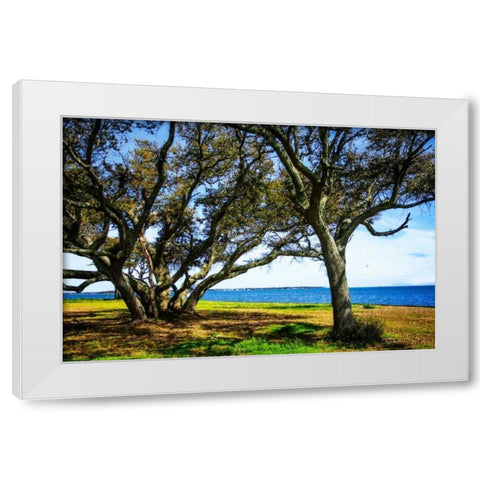 Live Oaks By The Bay I White Modern Wood Framed Art Print by Hausenflock, Alan