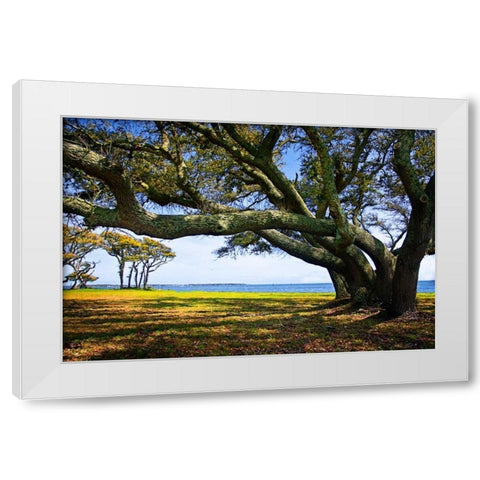 Live Oaks By The Bay II White Modern Wood Framed Art Print by Hausenflock, Alan