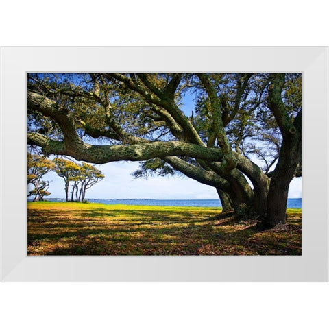 Live Oaks By The Bay II White Modern Wood Framed Art Print by Hausenflock, Alan