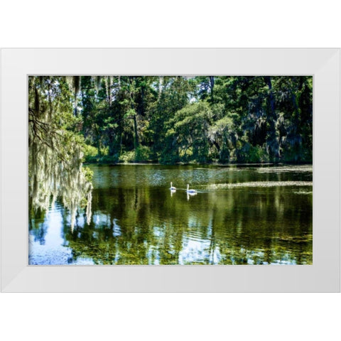Swans II White Modern Wood Framed Art Print by Hausenflock, Alan
