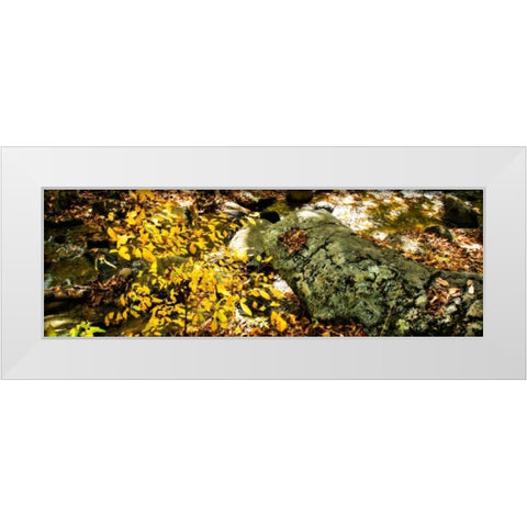 Forest Floor II White Modern Wood Framed Art Print by Hausenflock, Alan