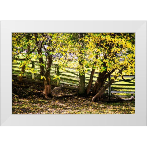 Lambs I White Modern Wood Framed Art Print by Hausenflock, Alan
