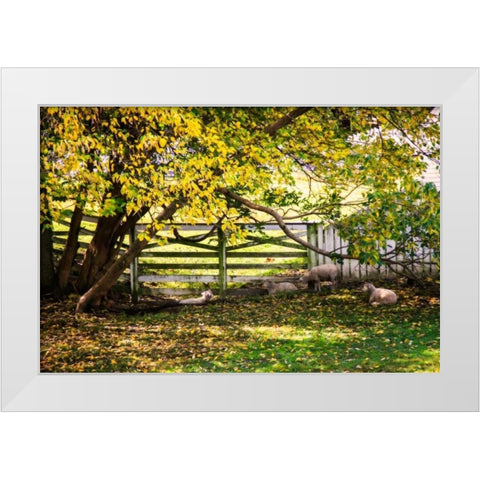 Lambs II White Modern Wood Framed Art Print by Hausenflock, Alan