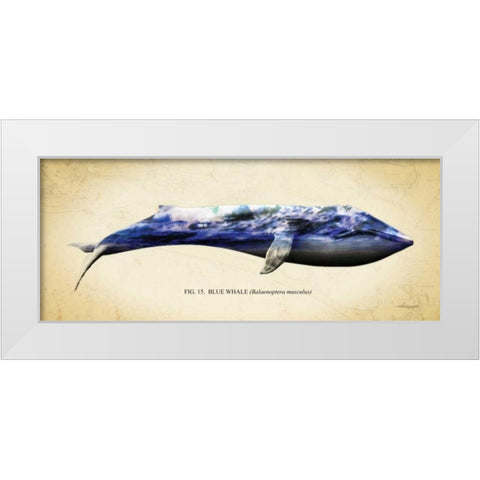 Blue Whale White Modern Wood Framed Art Print by Hausenflock, Alan